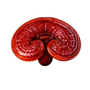 Reishi