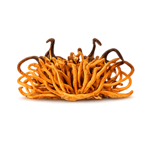 Cordyceps