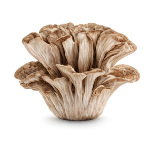 Maitake