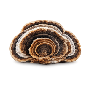Turkey Tail